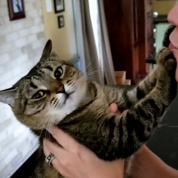 незадоволений кіт