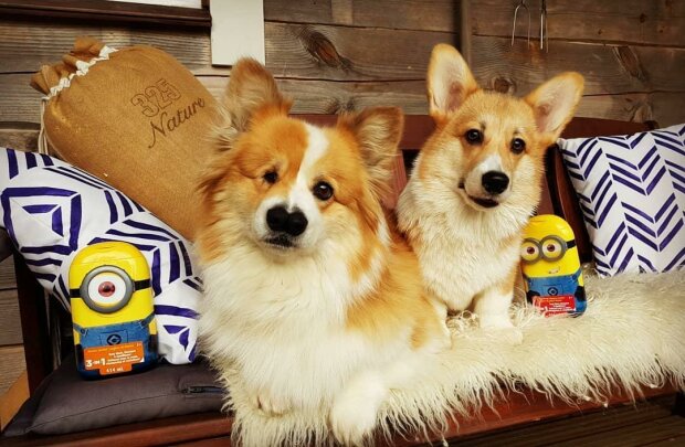 коргі з двома носами