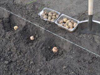 Посадка картоплі, кадр з відео