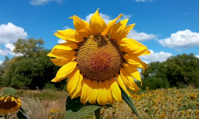Украинская земля: скрин с видео