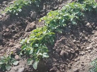 Урожай молодої картоплі