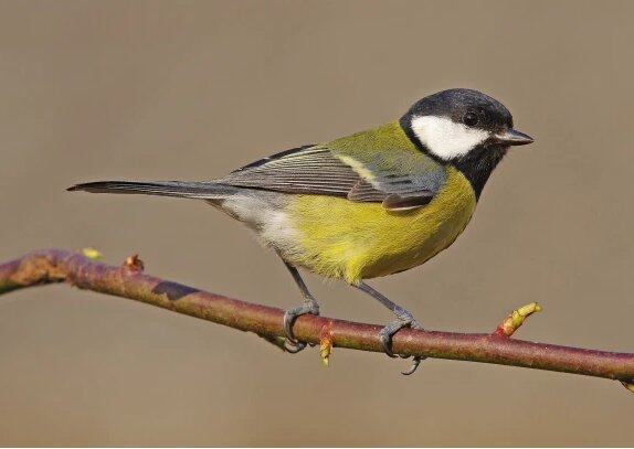 Скриншот птицы "синица"