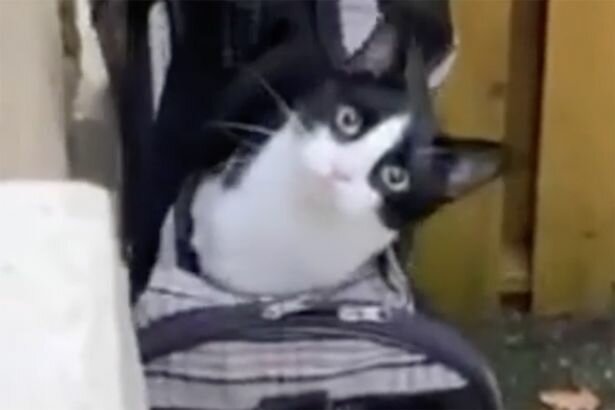 Господар зробив котику власний ліфт