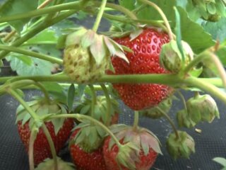 Урожай полуниці