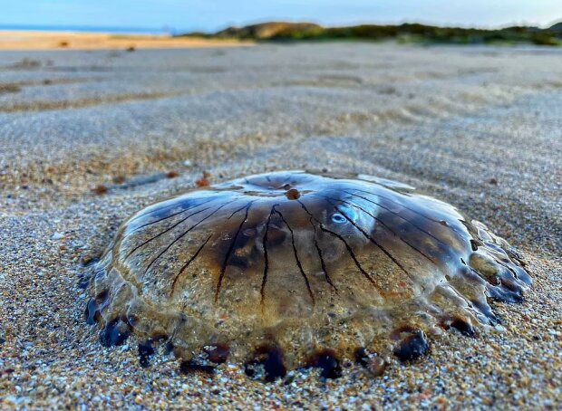 медуза перетравлює рибу