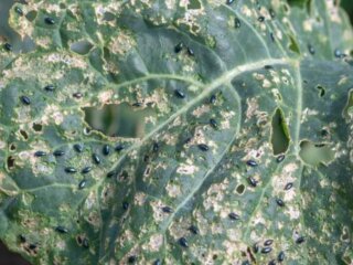 Хрестоцвітна блішка, кадр з відео