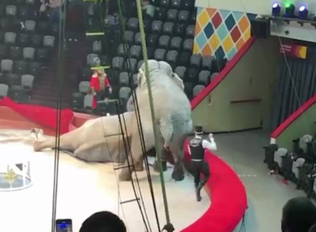 У російському цирку побилися слони