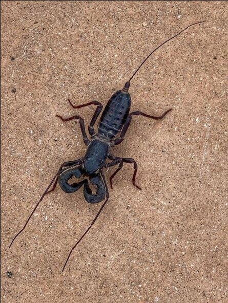 Кислотный скорпион