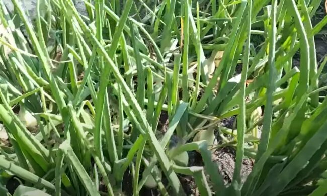 Урожай цибулі