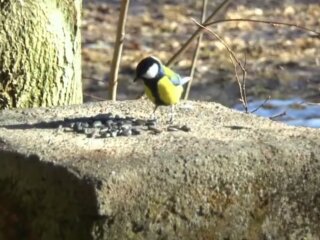Потепление: скрин с видео