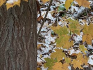 Погода, заморозки, сніг