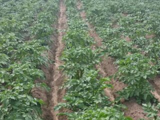 Картопля, город, зображення з вільних джерел