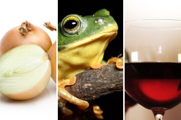 цибуля, жаба, вино