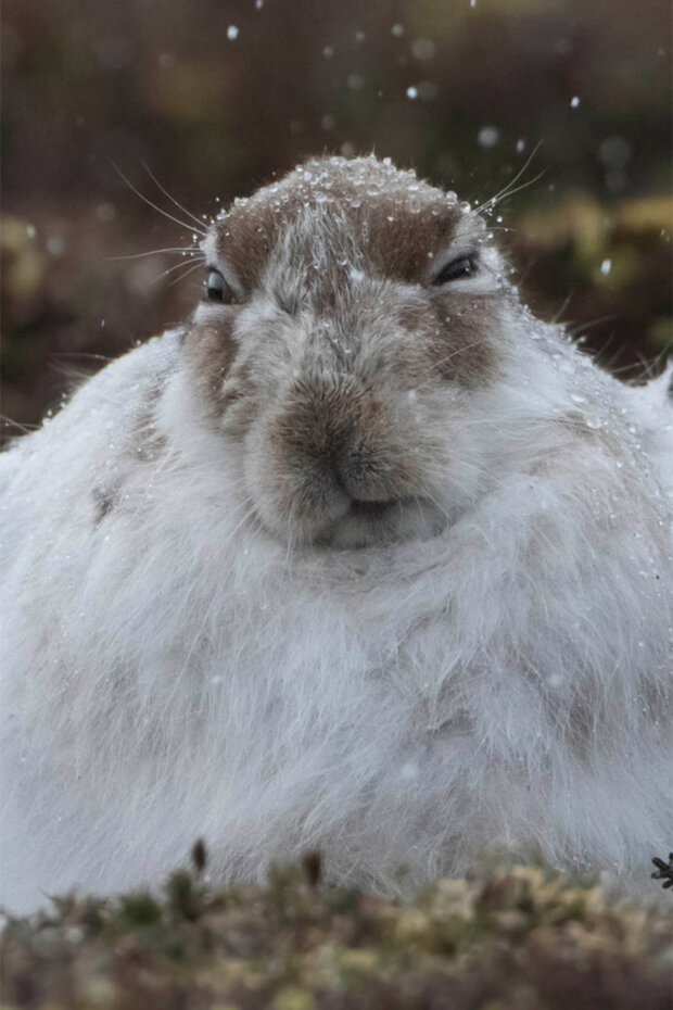 похмурі морди тварин
