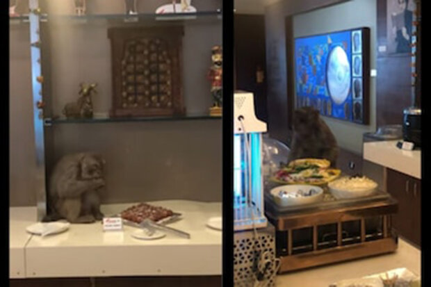 мавпа в аеропорту