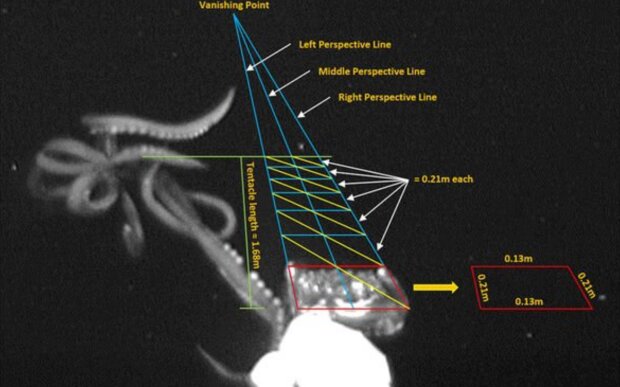 Знімок кальмара