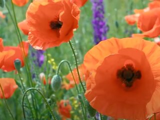 Весна: скрин с видео