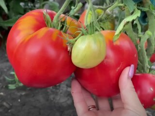 Урожай помідорів