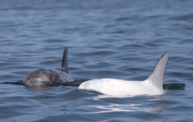 Фото білого дельфіна