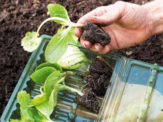 Кабачки, город, зображення з вільних джерел