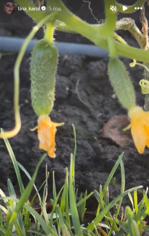 Скрин публикации Тины Кароль