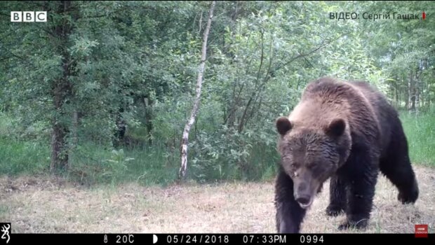 Скріншот з камери відеоспостереження Зони відчуження