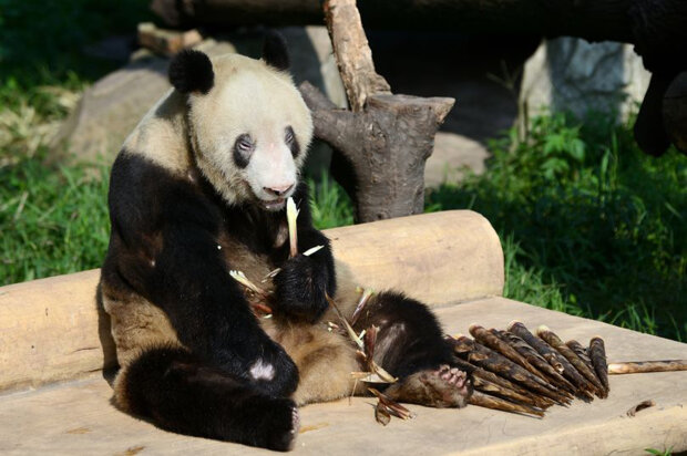 Пішла з життя найстаріша в світі панда