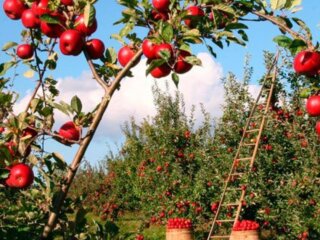 Яблуня, кадр з відео