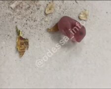 Супермаркет продав пачку вівсянки, в якій жили і плодилися миші