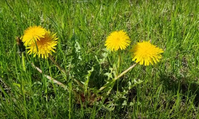 Одуванчики