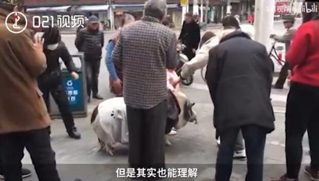 микросвинка оказалась огромной свиньей