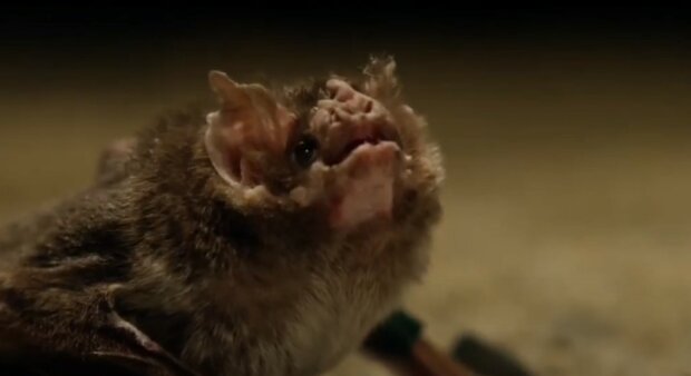 летучая мышь