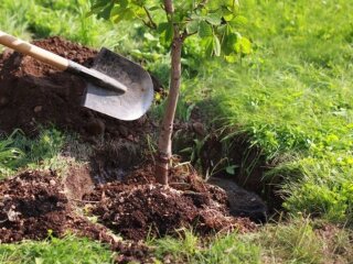 Посадка дерева, кадр з відео