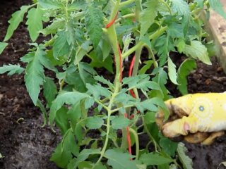 Урожай томатів