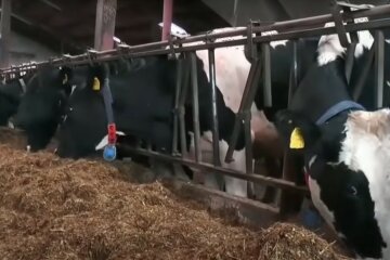 коровы, производство молока