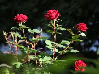 Троянди, фото з вільних джерел