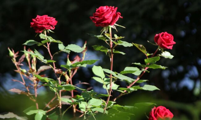 Троянди, фото з вільних джерел