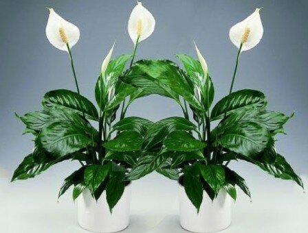 Спатифіллум