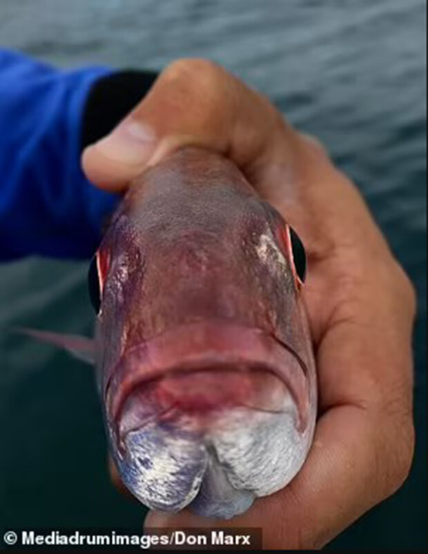 паразит відгризає язик жертви і стає ним