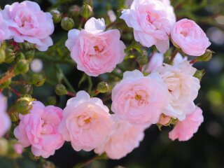 Троянди, фото з вільних джерел