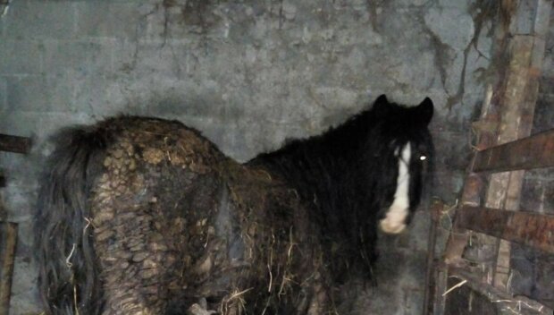 Полицейский нашел в грязном сарае двух пони