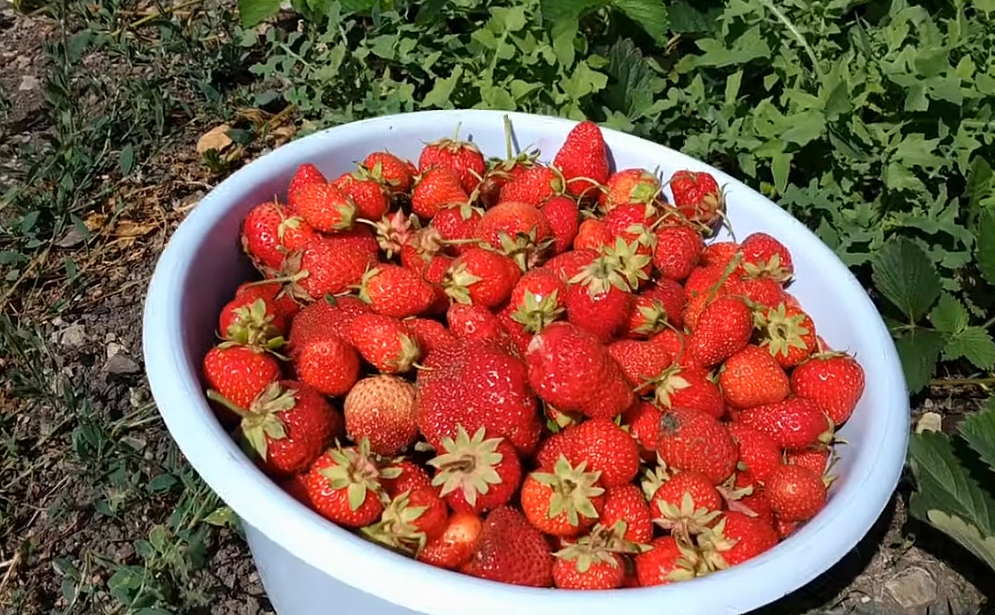 Такой крупной и ароматной клубники у вас еще не было: секреты опытных  дачников - Новини Українці